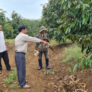ÔNG VUA SẦU RIÊNG' VÙNG BIÊN
