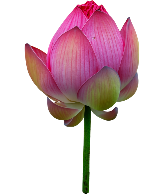 THÀNH TÍCH